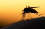 Denguefieber: Diese Tropenkrankheit verbreitet sich jetzt auch in Deutschland - FOCUS online