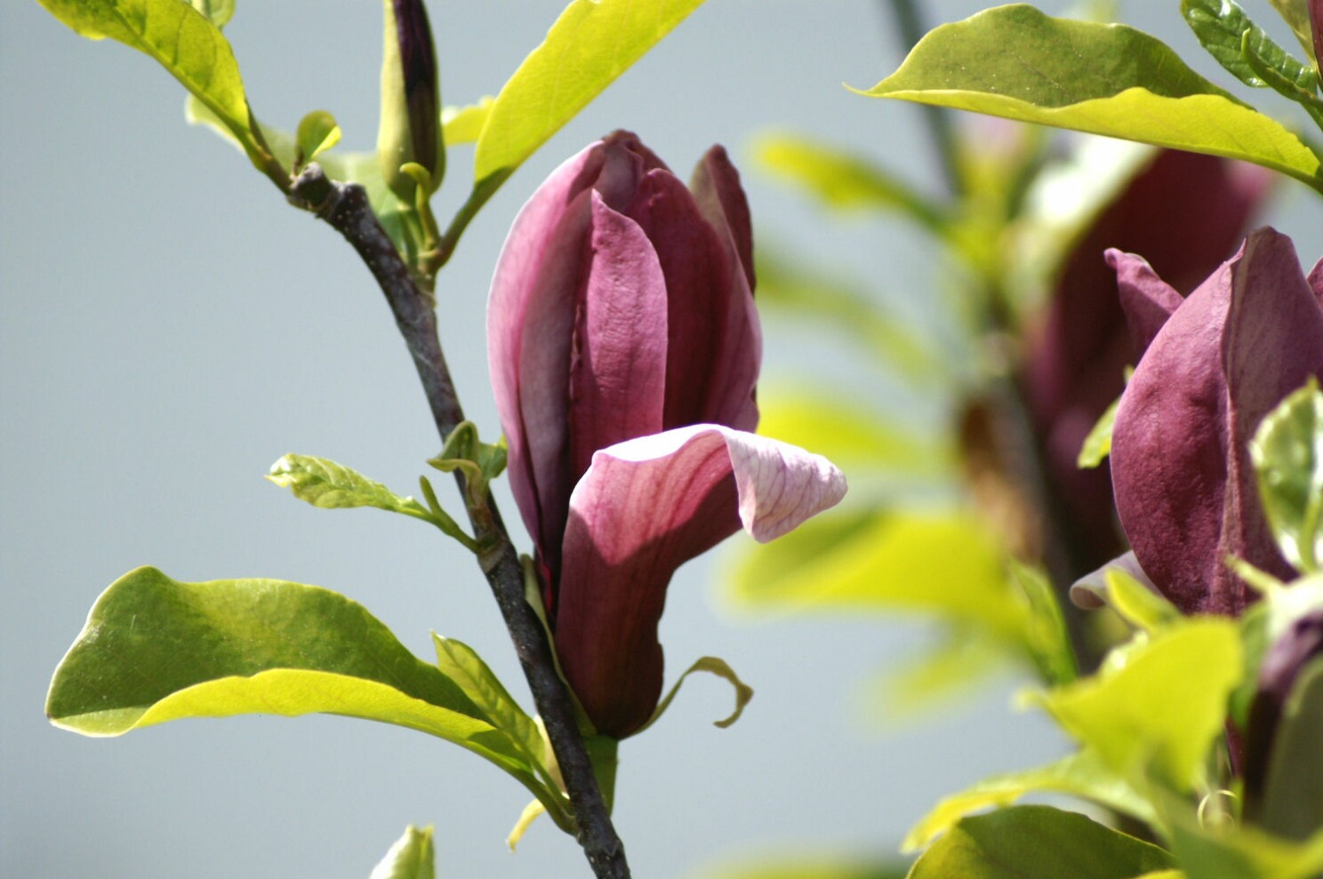 dunkle_magnolie.jpg