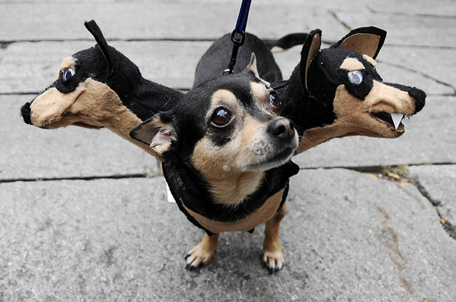 funny-dog-masks1.jpg