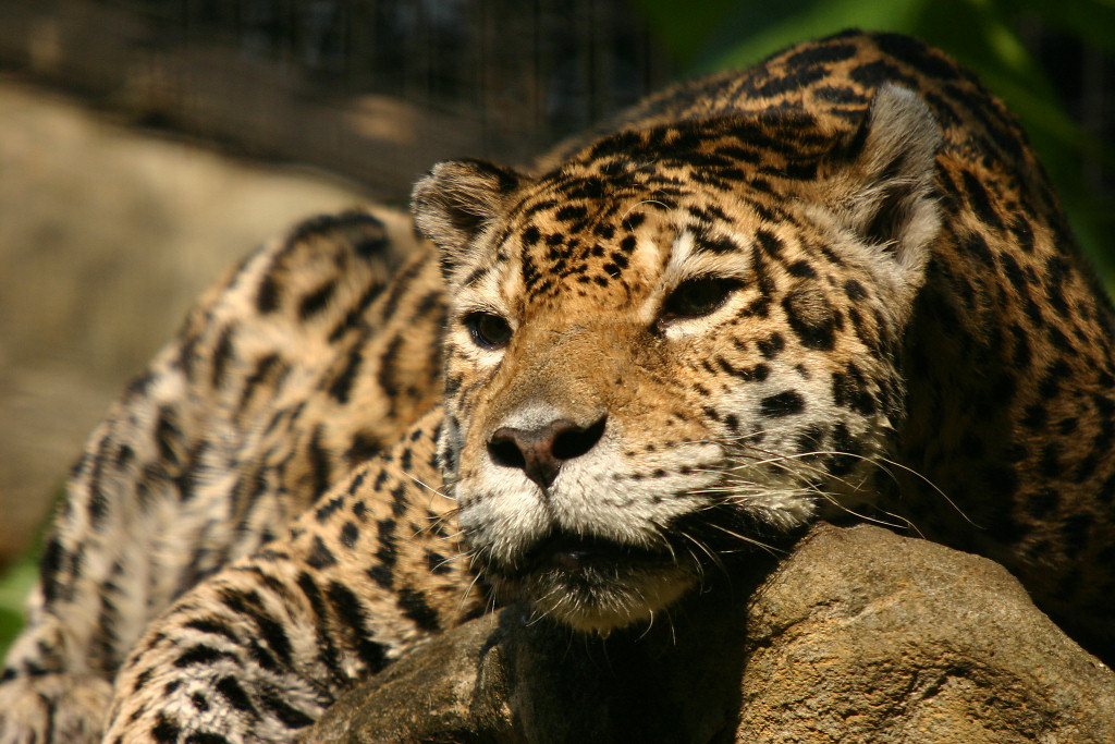 jaguar_08.jpg