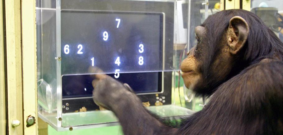 kluge-schimpansen.jpg