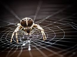 spinne.jpg