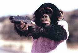monkey.jpg