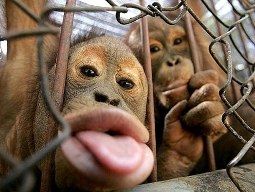 affe.jpg