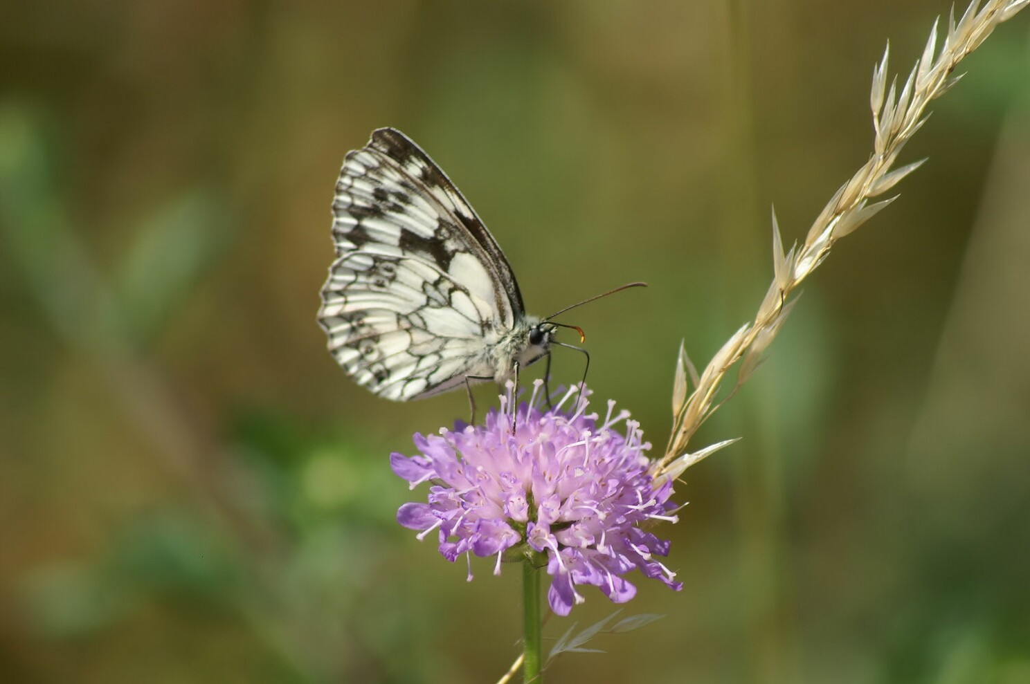 schmetterling.jpg