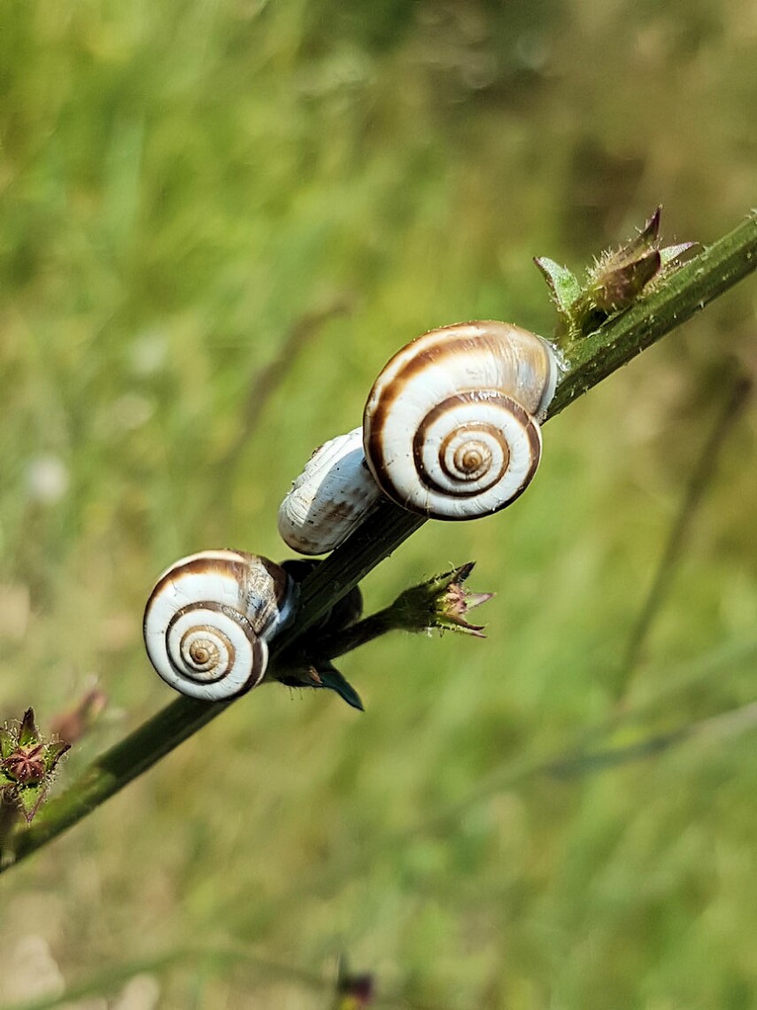 schnecken.jpg