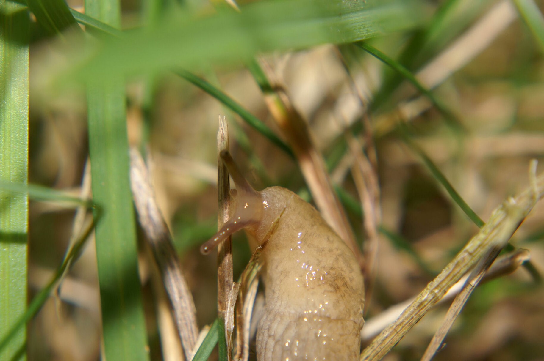 nacktschnecke.jpg