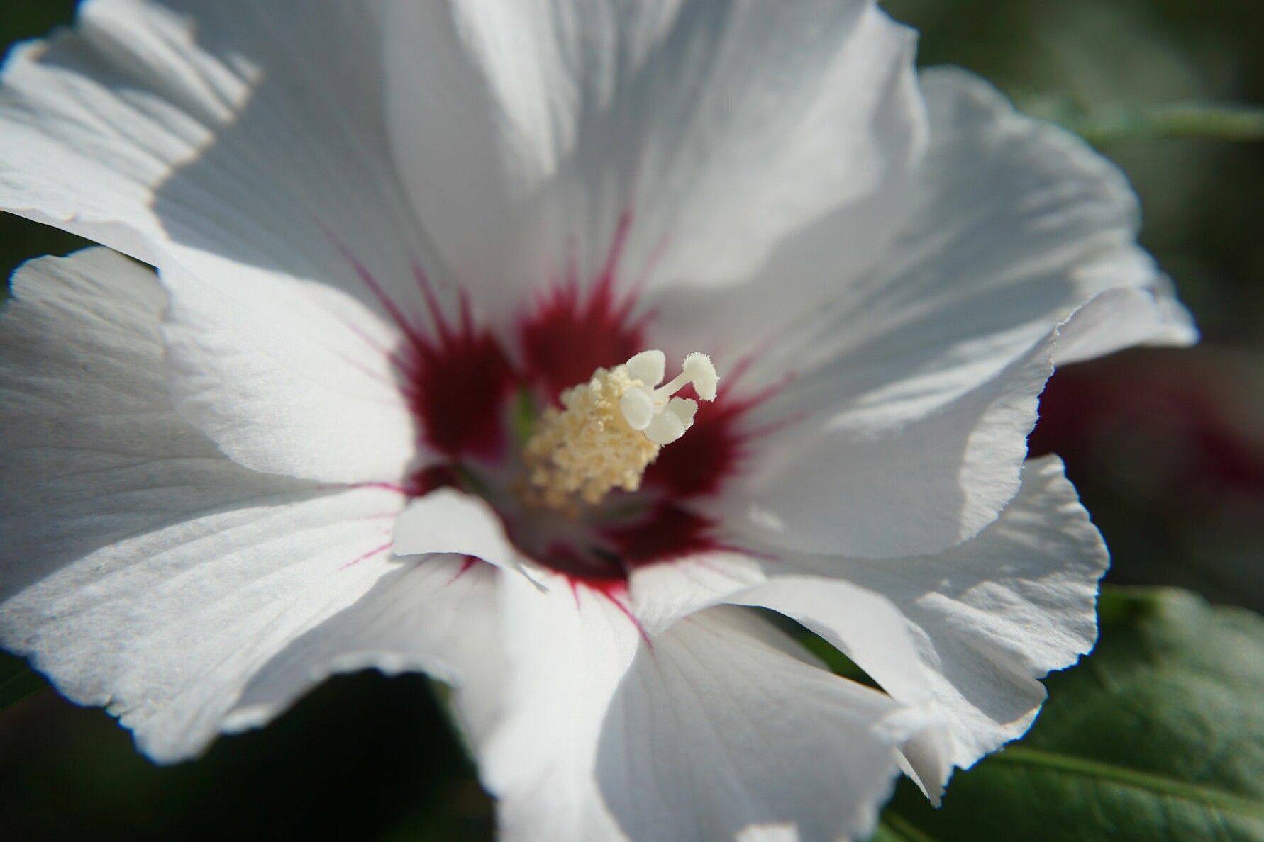 hibiskus_1.jpg