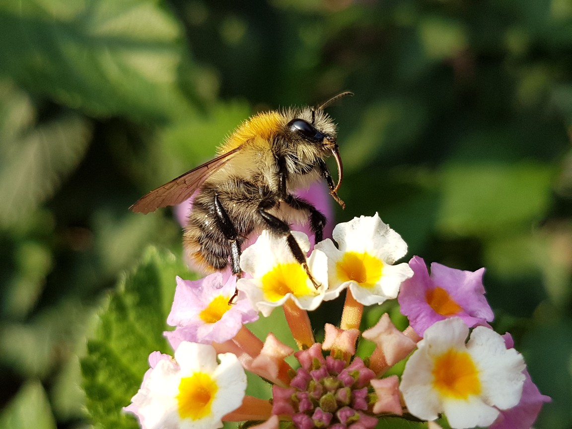 hummel_3.jpg