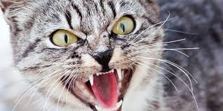 katze.jpg
