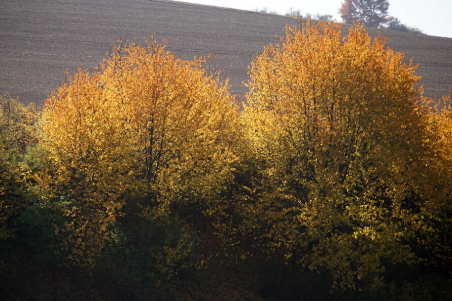 herbstfarben_1.jpg