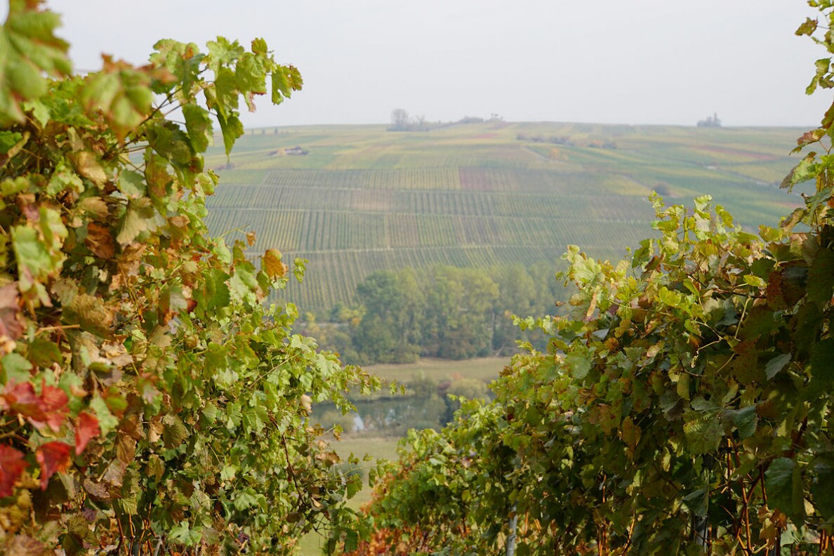 weinberge.jpg