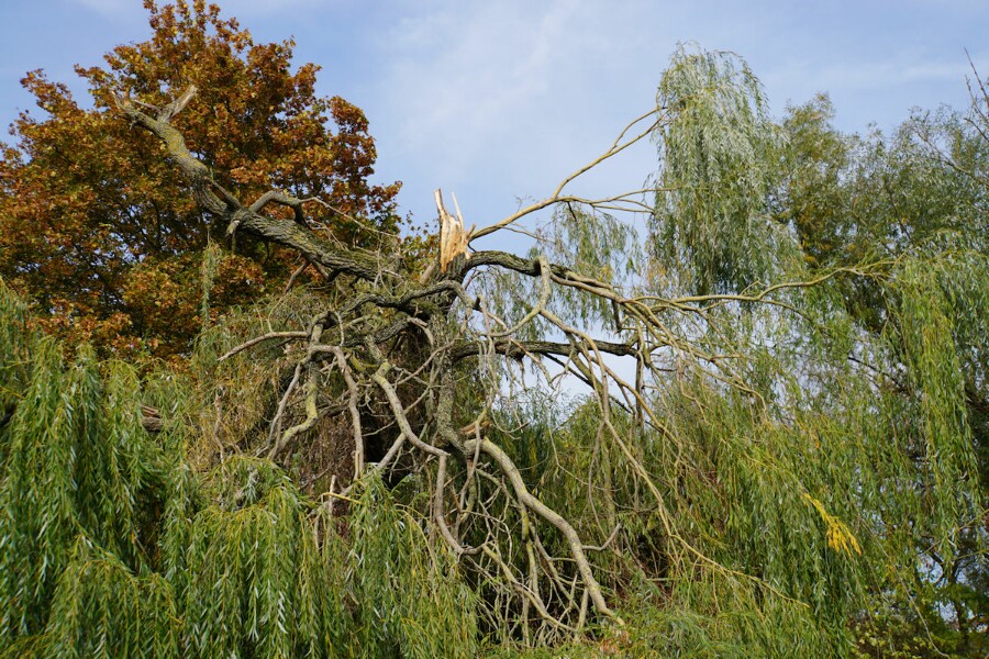 abgeknickter_baum.jpg