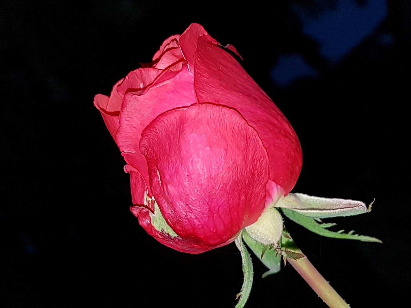 dezember-rose_2.jpg