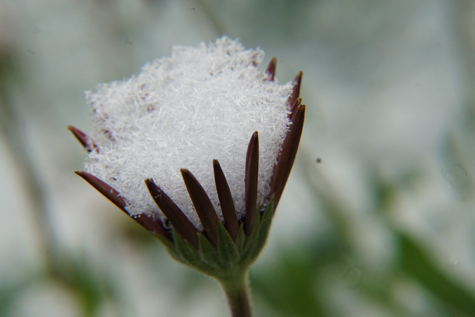 kapmargerite_mit_schneehaube.jpg