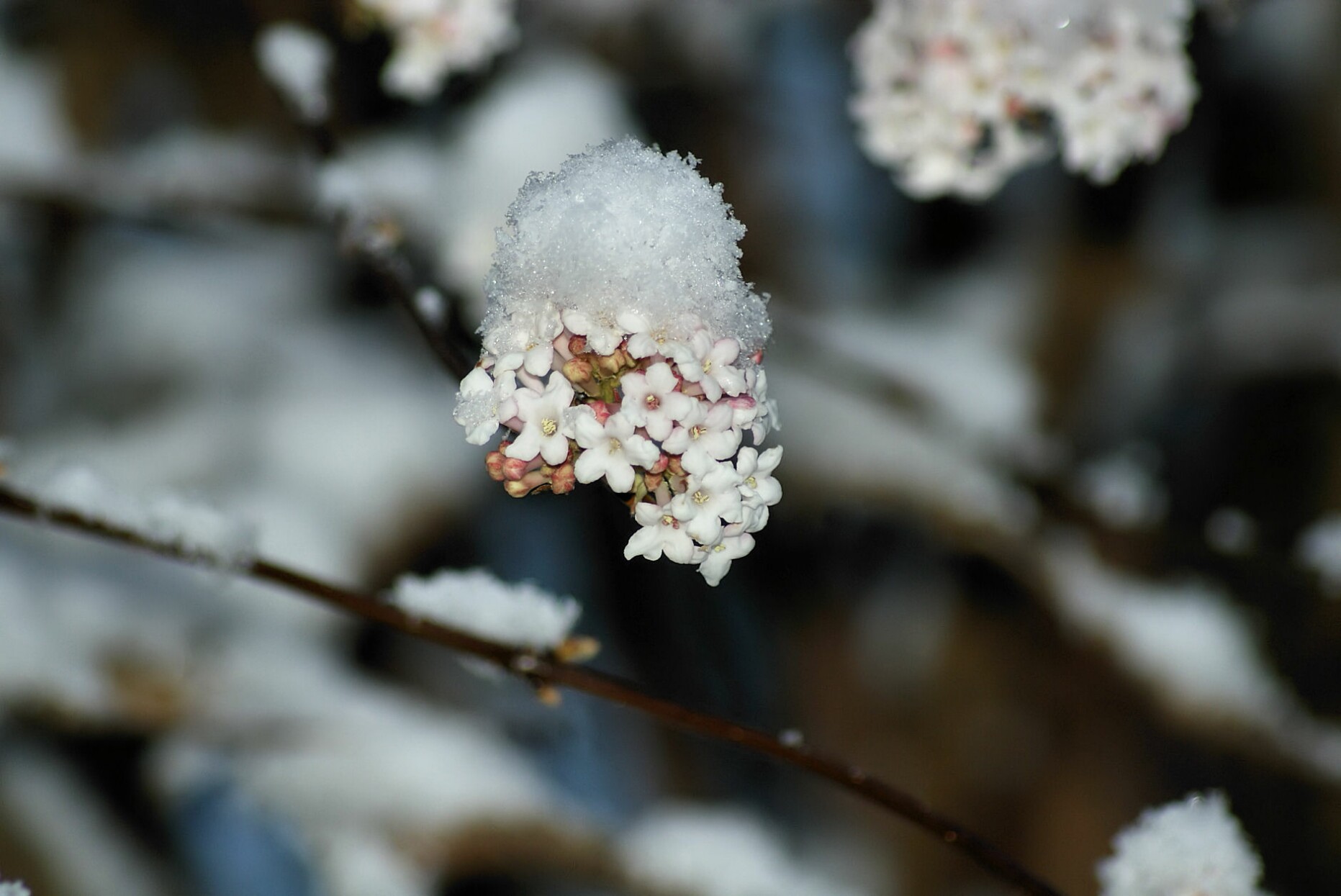 schneeball_mit_schnee.jpg