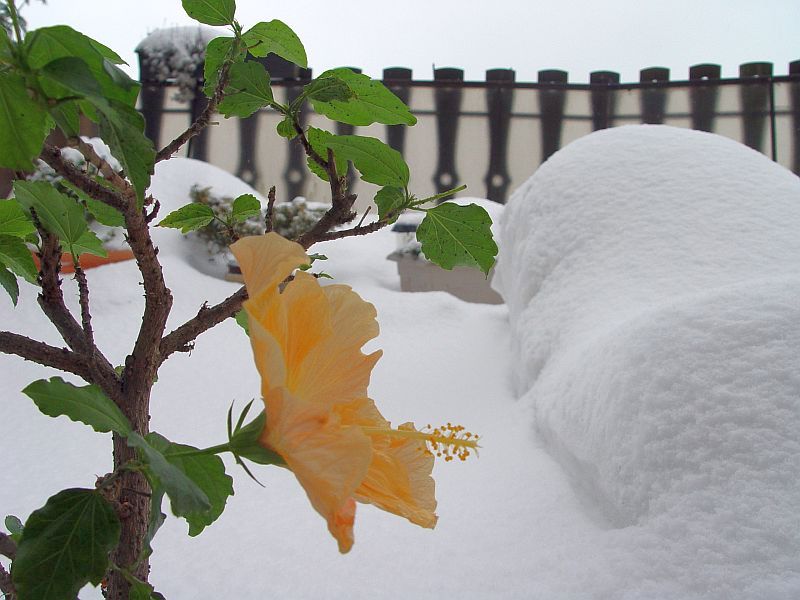 schneeblume.jpg