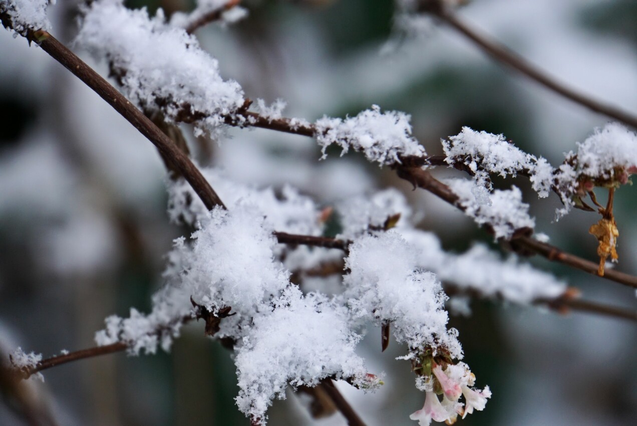 januar-schnee.jpg