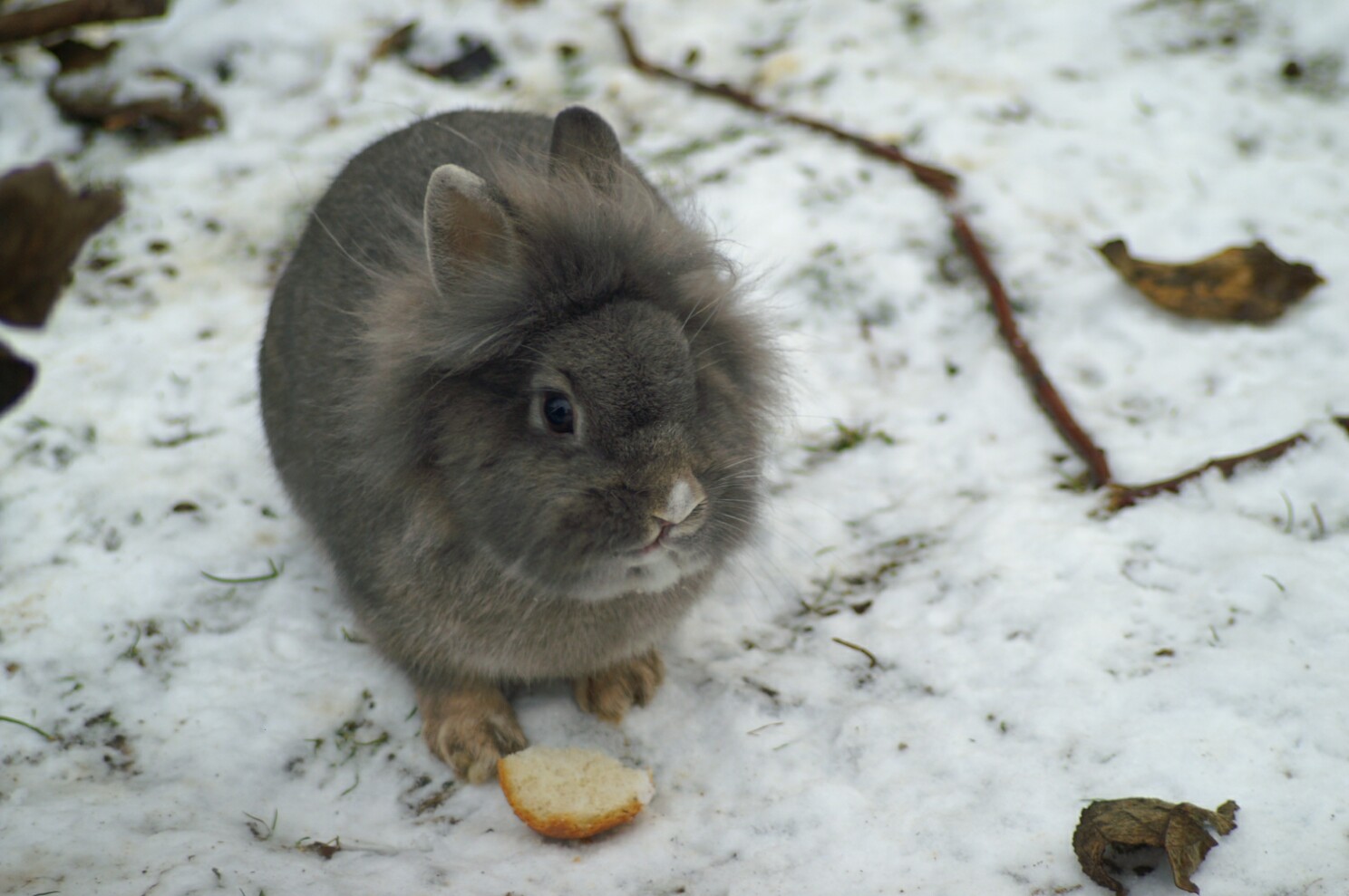 schneehase.jpg