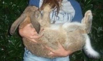 hase.jpg