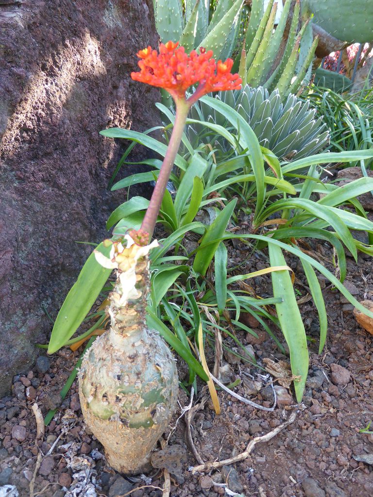 k-p1000741.jpg