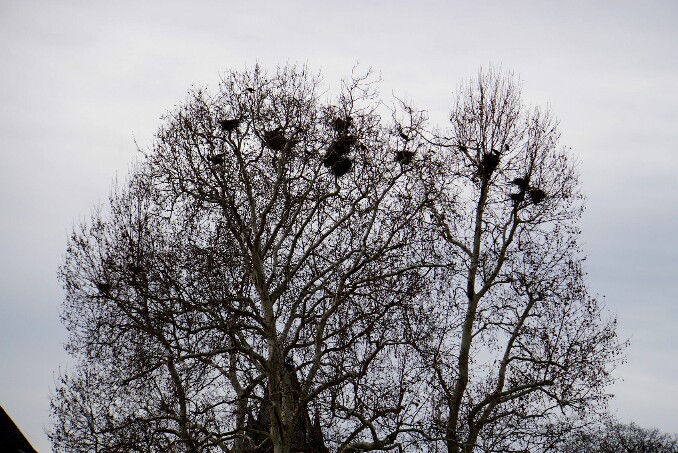 nester_im_baum.jpg