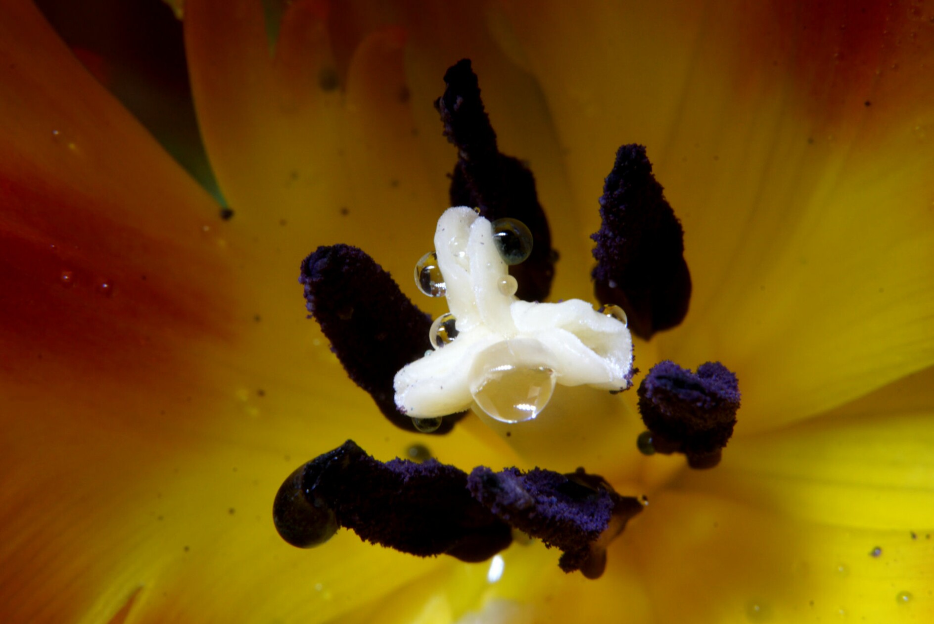 tulpe.jpg