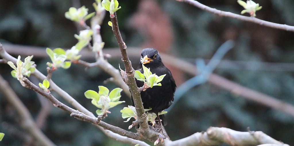 amsel_vegetarisch.jpg