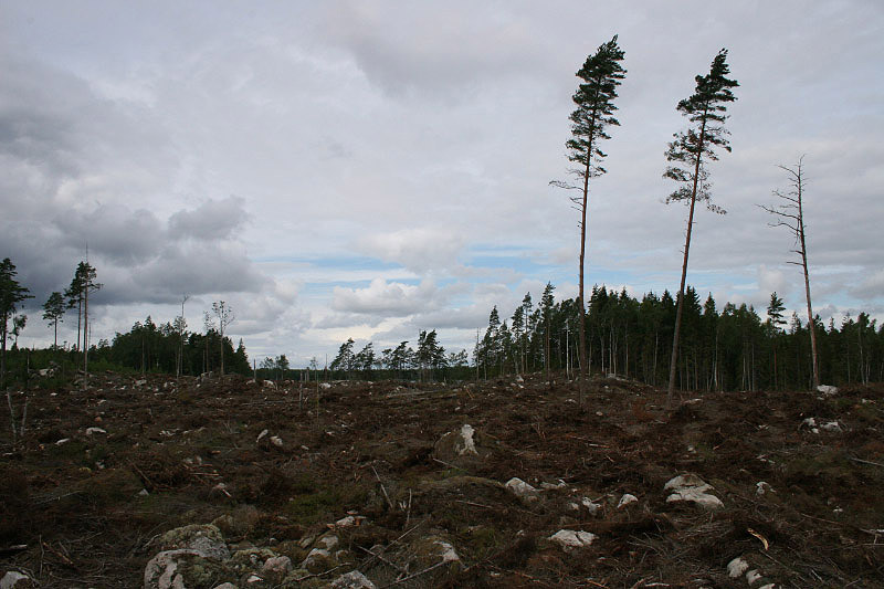 orkan-gudrun-schweden.jpg