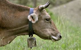 cowbell.jpg