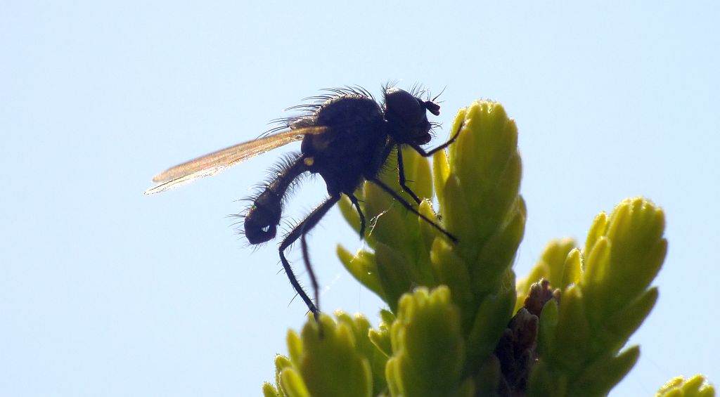 fliege01.jpg