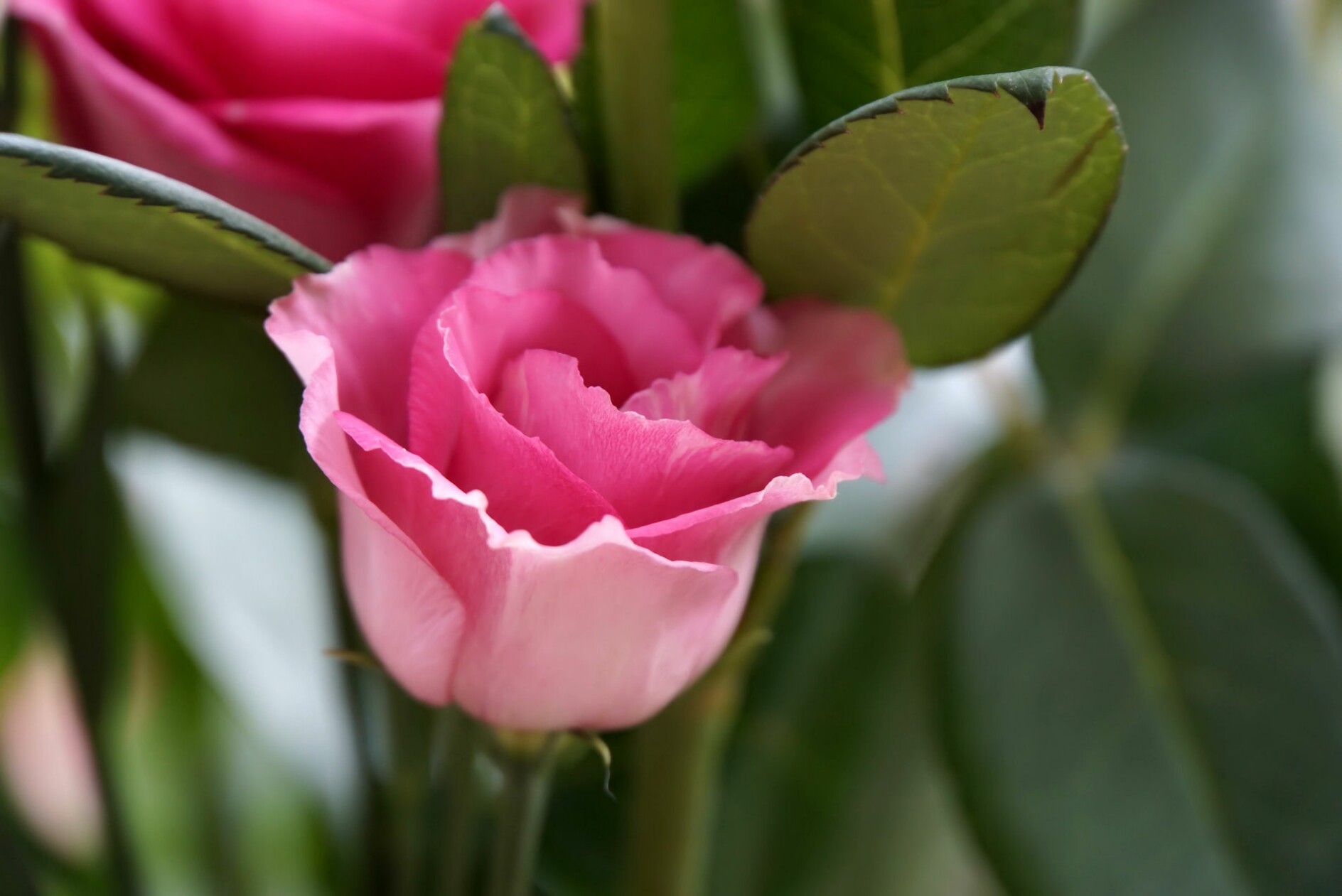 rosa_rose.jpg