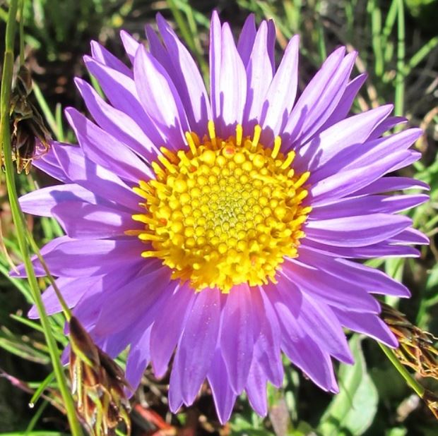 alpen-aster.jpg