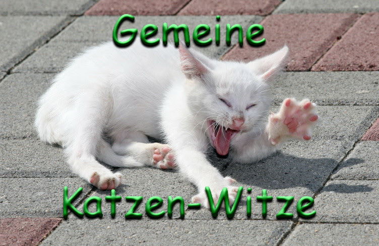 katzenwitze-gemein.jpg