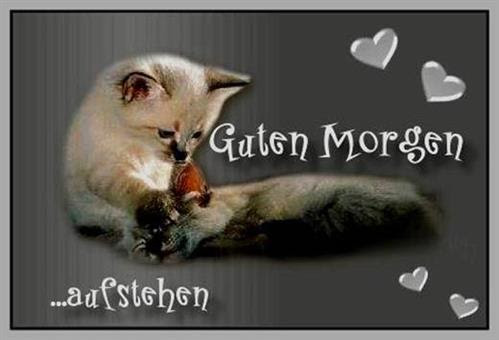 lustige-guten-morgen-bilder-tiere-13.jpg