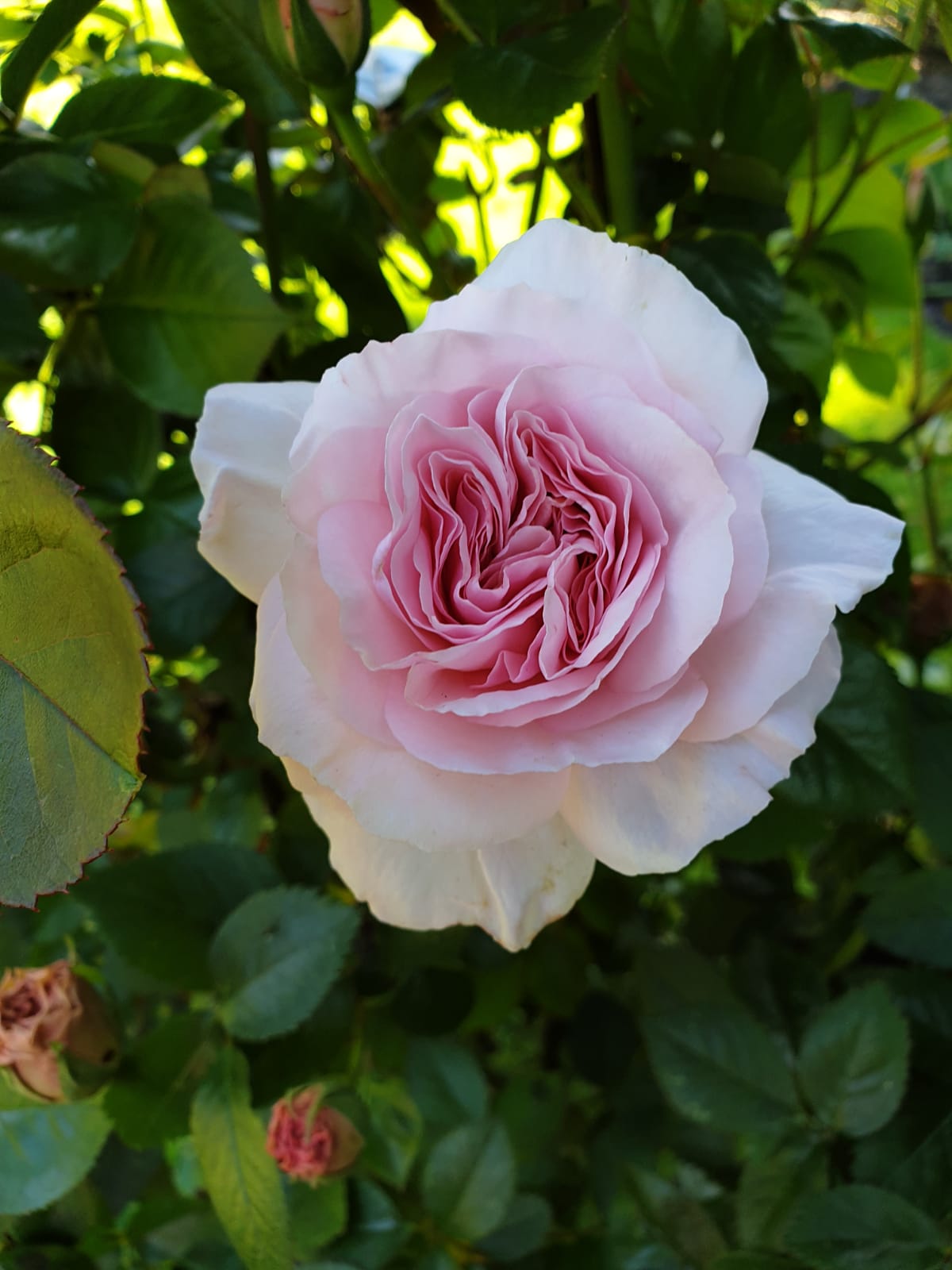 img-20190513-wa0009.jpg