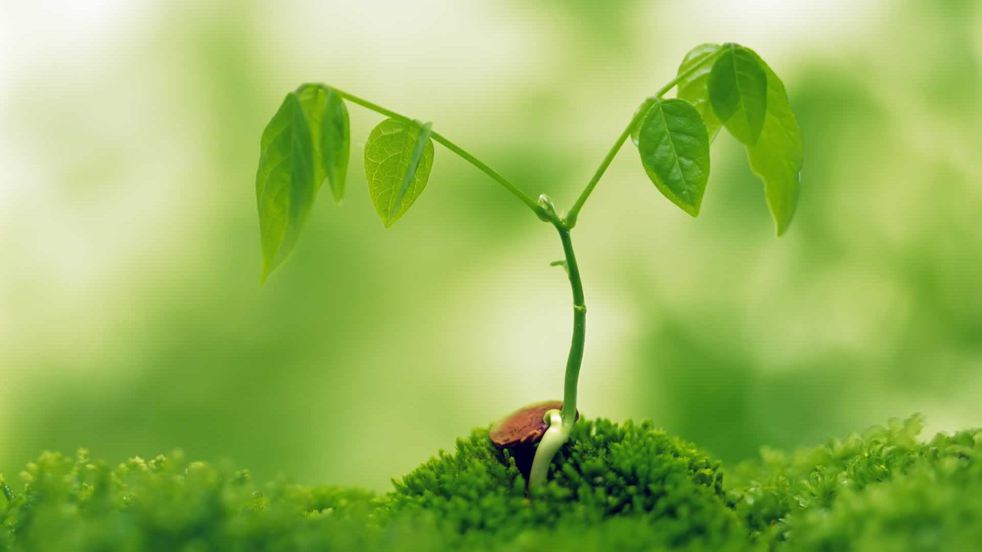 small-plant.jpg