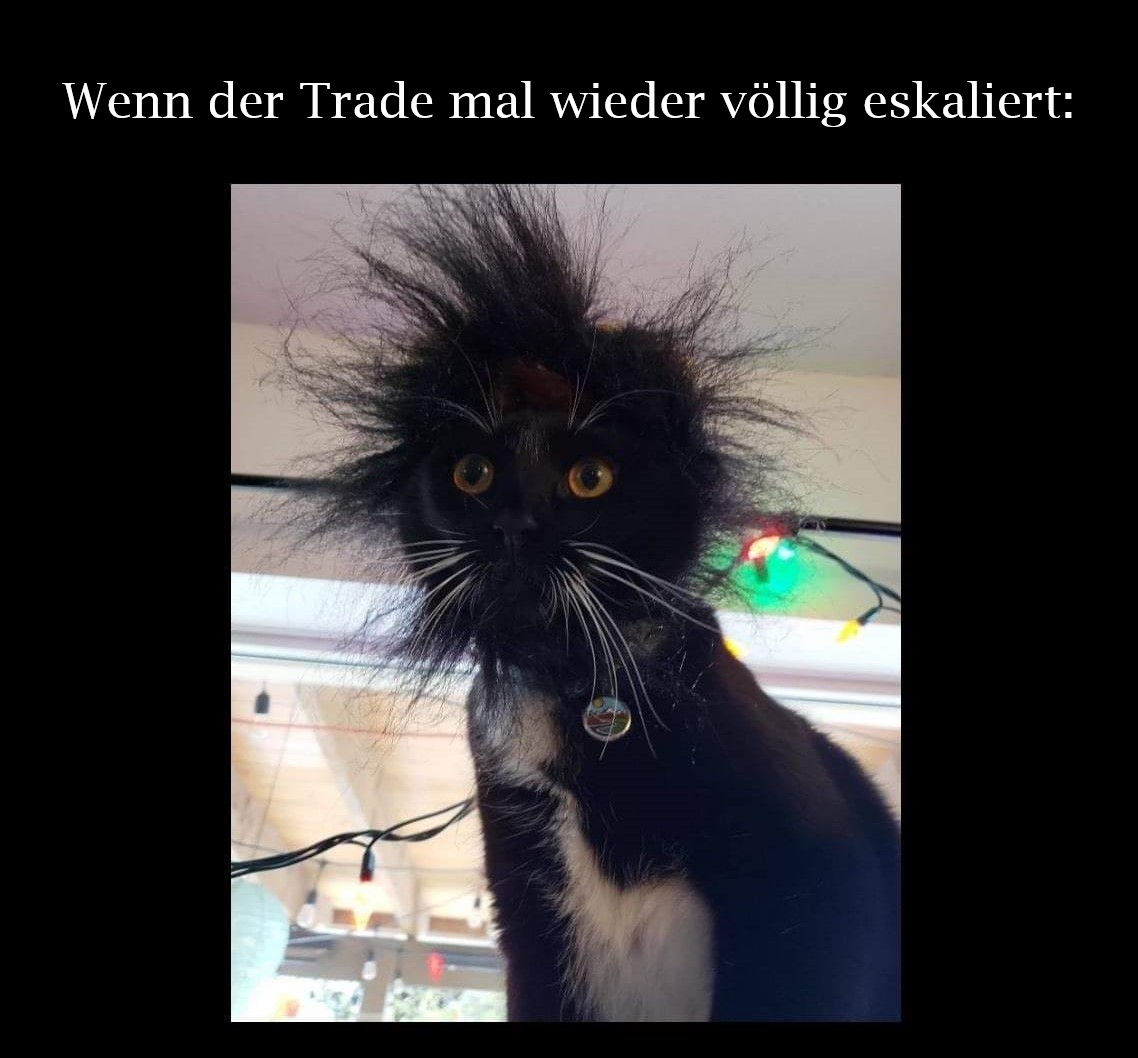 katze.jpg