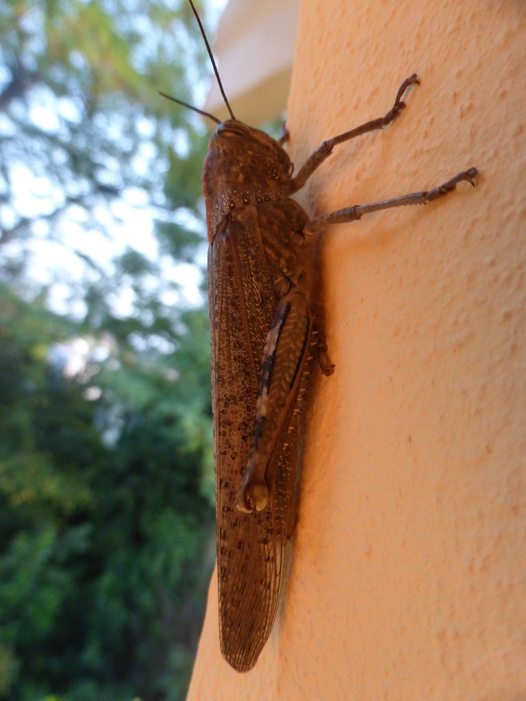 k-p1040915.jpg