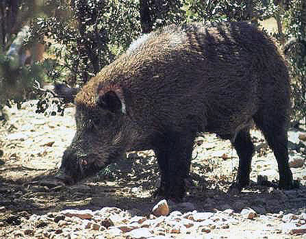 jabali.jpg