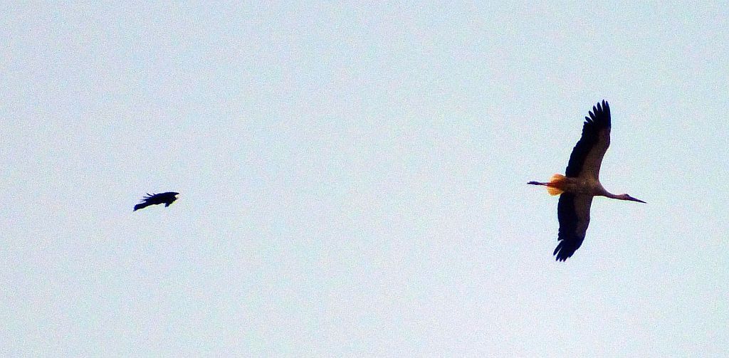 kr__he_jagd_storch.jpg