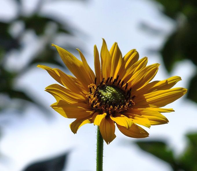 blume01_b.jpg
