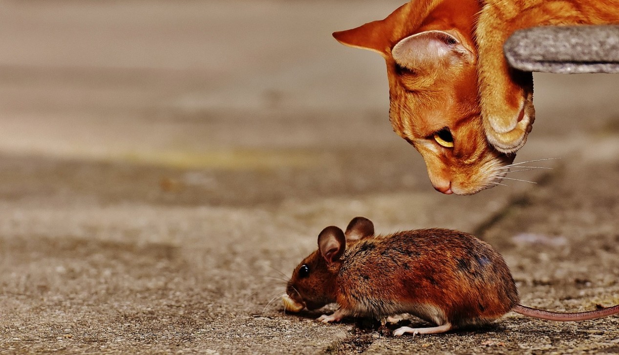 katz_und_maus.jpg