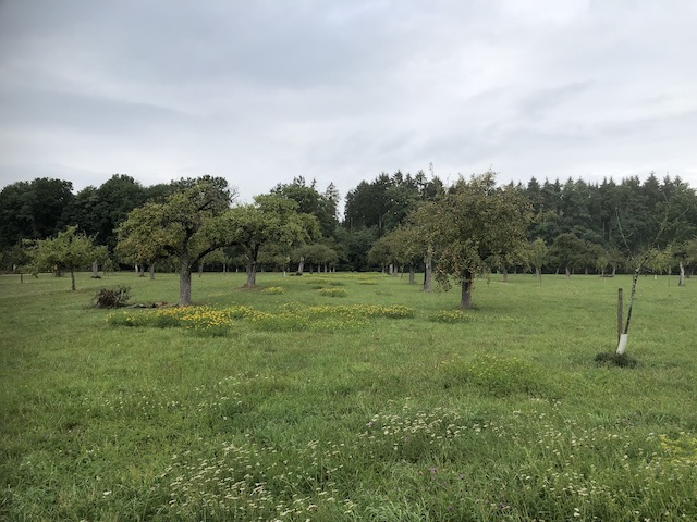 img_2470.jpeg