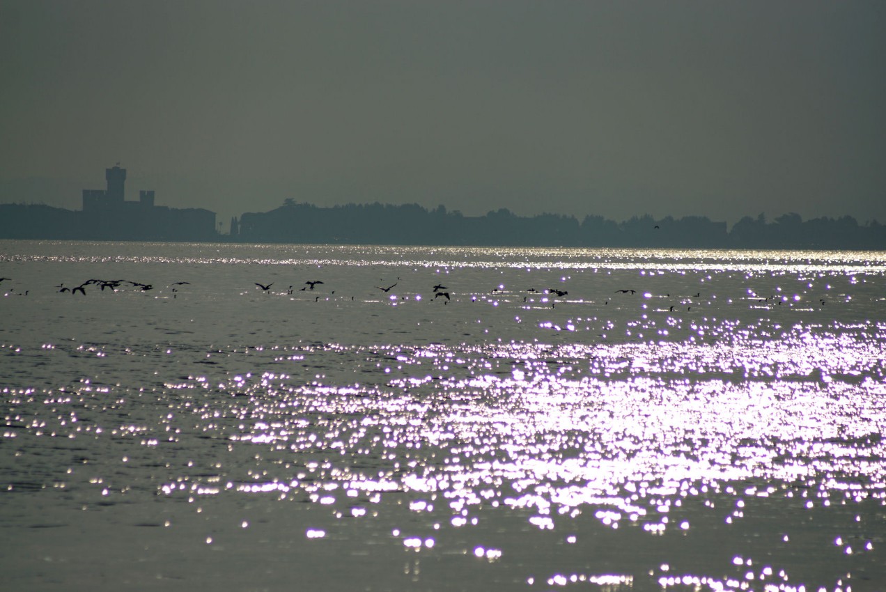 enten_bei_sonnenaufgang.jpg