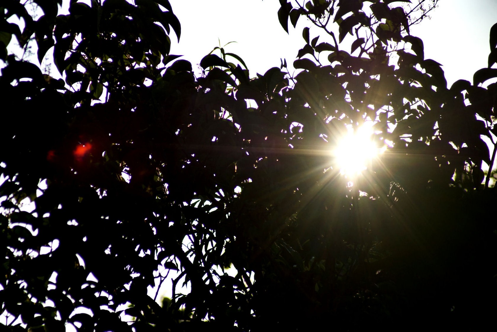 sonnenstern.jpg