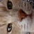 risky_armer_kater.jpg