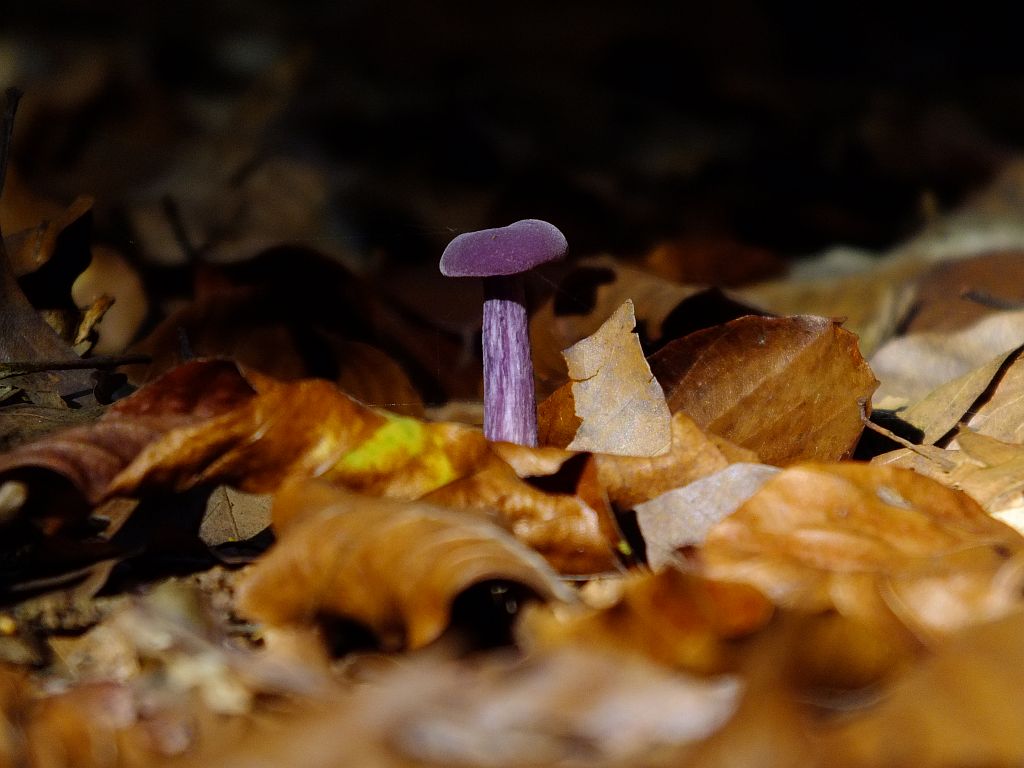 violetter_r__telritterling.jpg