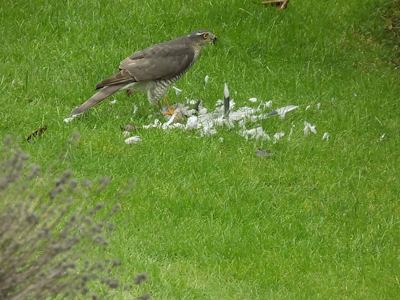 raubvogel2.jpg