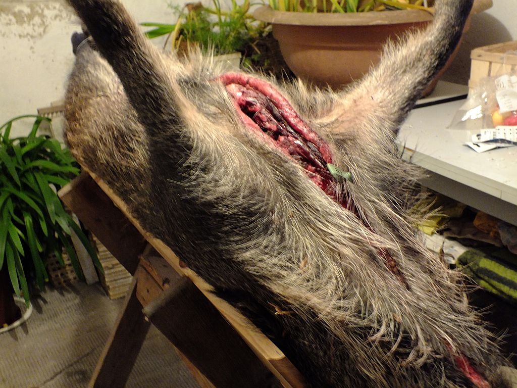 schwein01.jpg